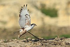 Ferruginous Hawk